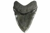 Fossil Megalodon Tooth - Just A Hair Shy Of Six Inches! #173178-2